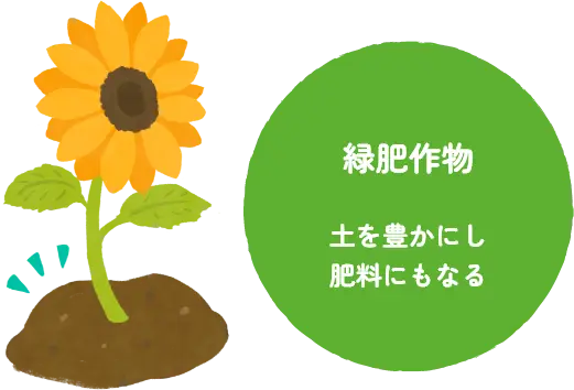 緑肥作物