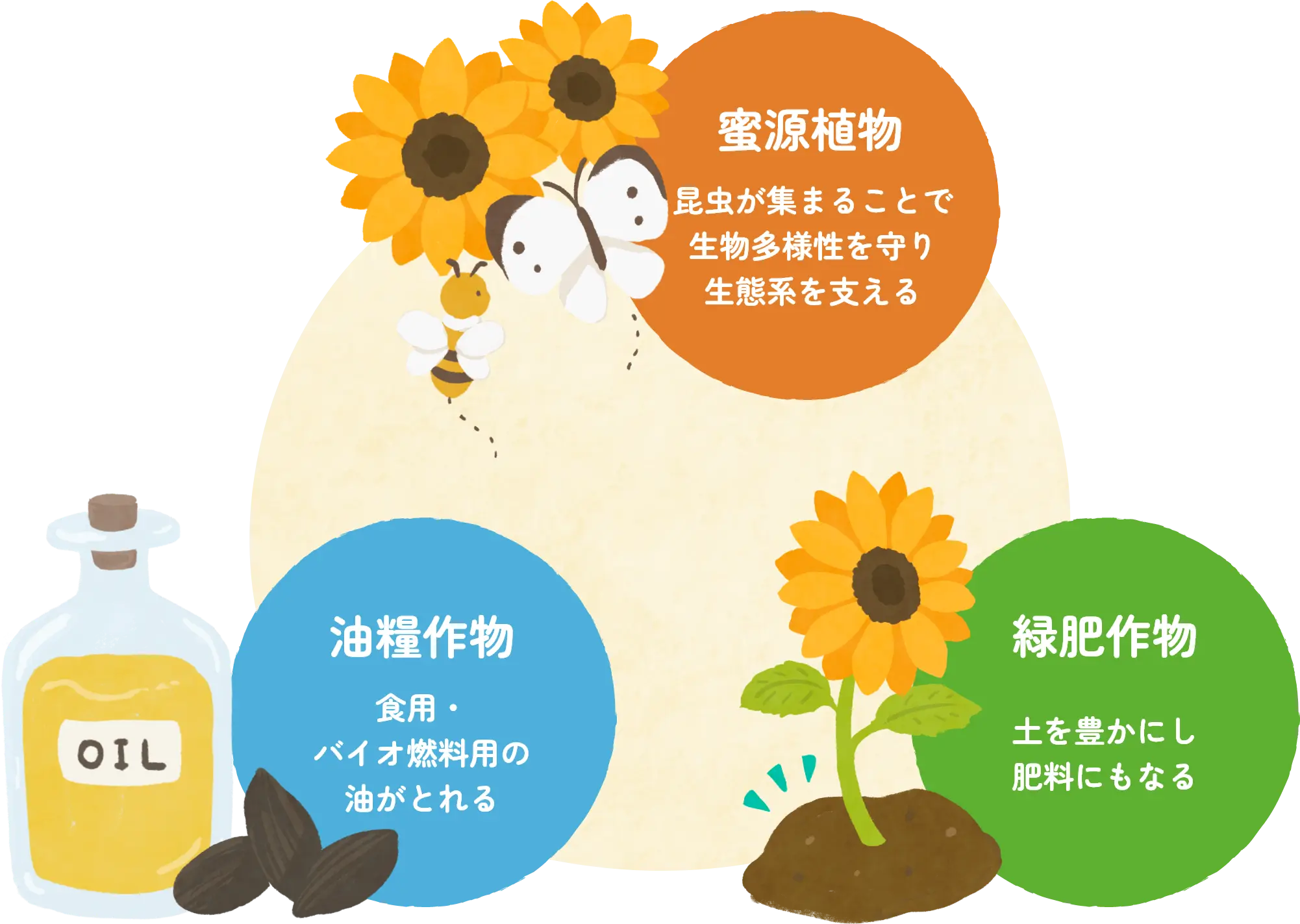 ヒマワリである理由の説明